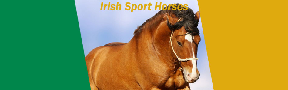 Oliver Glancy - Irish Sport Horses